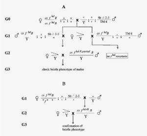 Handwriting, HD Png Download, Free Download