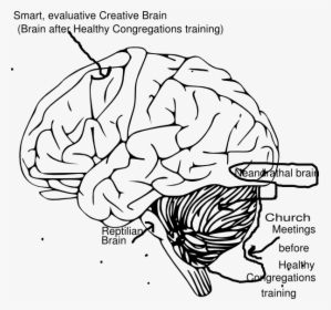 Outline Of Human Brain, HD Png Download, Free Download