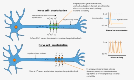 Sodium Channel Neuron, HD Png Download, Free Download