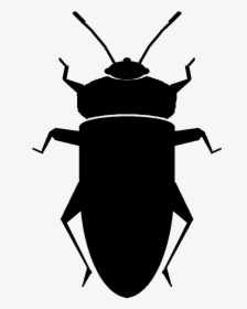 Weevil, HD Png Download, Free Download