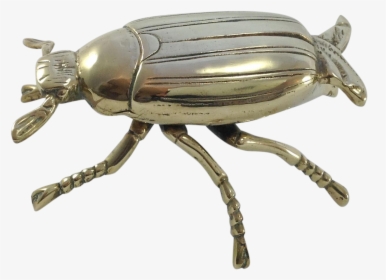 Beetle Transparent Large - Weevil, HD Png Download, Free Download
