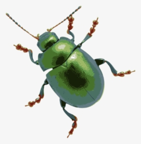 Mean Bug Clipart - Bug Clipart Transparent, HD Png Download, Free Download