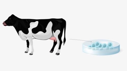 Cattle Clipart , Png Download - Dairy Cow, Transparent Png, Free Download