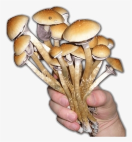 Magic Mushrooms, HD Png Download, Free Download