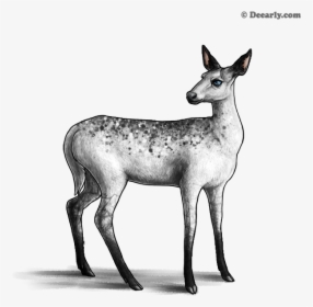 Roe Deer, HD Png Download, Free Download