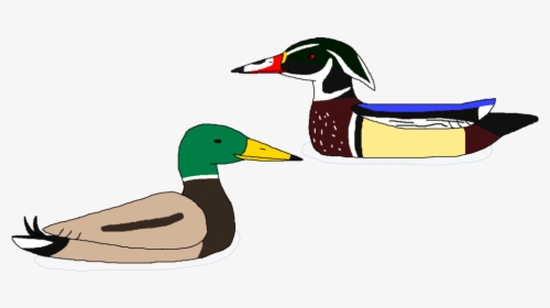 Duck Clip Wild - Mallard, HD Png Download, Free Download