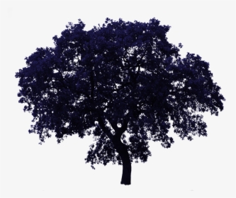 Realistic Tree Transparent Background, HD Png Download, Free Download