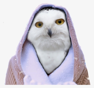#freetoedit #owl #hoodie #snow #winter #white #png - Snowy Owl, Transparent Png, Free Download