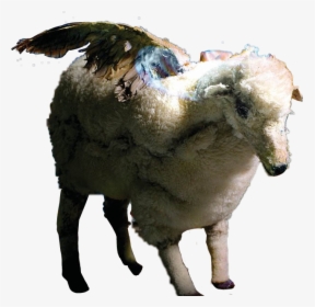 Wingedsheep Sheep Infinityonhigh Falloutboy Fob - Fall Out Boy Infinity On High, HD Png Download, Free Download
