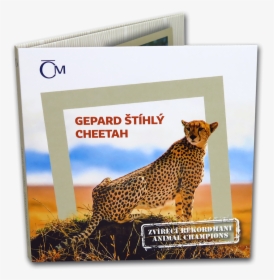 Cheetah, HD Png Download, Free Download