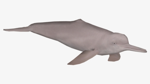 Amazon River Png - Amazon River Dolphin Png, Transparent Png, Free Download