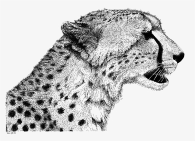 Cheetah Drawing Lion Sketch - Cheetah Drawings, HD Png Download, Free Download