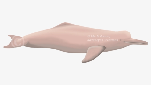 Amazon River Dolphin Png, Transparent Png, Free Download