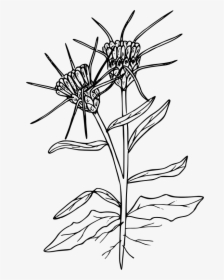 Yellow Star Thistle - Yellow Star Thistle Drawing, HD Png Download, Free Download