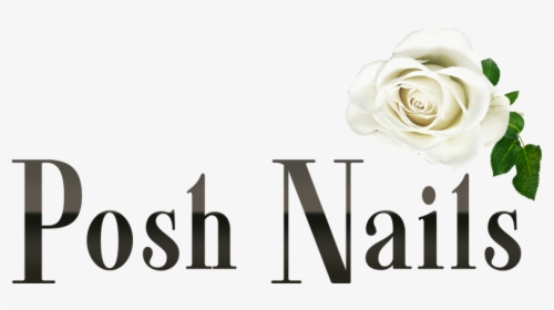 Garden Roses, HD Png Download, Free Download
