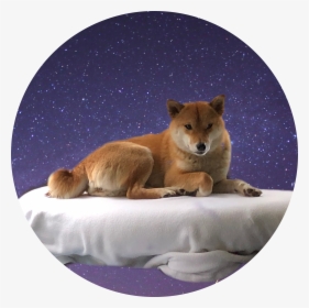 #shibe #shiba #shibadog #galaxy #galaxydog #dog #freetoedit - Red Fox, HD Png Download, Free Download