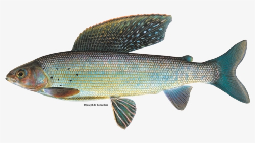 Illustration Of An Arctic Grayling - Arctic Grayling Fish, HD Png Download, Free Download