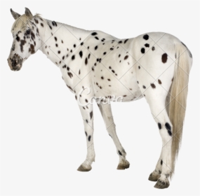 Appaloosa Horse Png - Appaloosa Horse No Background, Transparent Png, Free Download