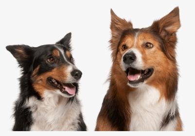 Border Collie, HD Png Download, Free Download