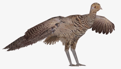 Turkey, HD Png Download, Free Download