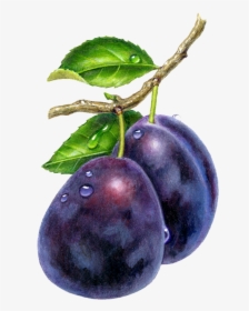 Plums Drawing, HD Png Download, Free Download