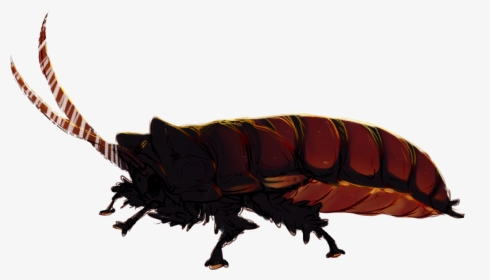 [g] A Beautiful Boy - Madagascar Hissing Cockroach, HD Png Download, Free Download