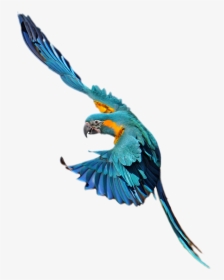 Macaw, HD Png Download, Free Download