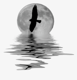 Bufflehead, HD Png Download, Free Download