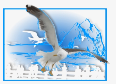 Seagull Quotes - European Herring Gull, HD Png Download, Free Download
