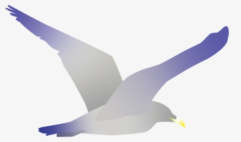 Seagull - European Herring Gull, HD Png Download, Free Download