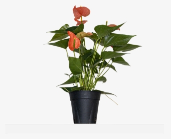 Large / Grow - Laceleaf, HD Png Download, Free Download