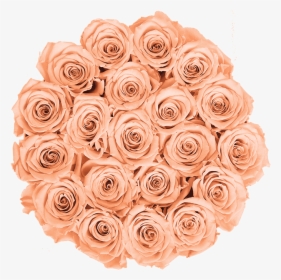 Floribunda, HD Png Download, Free Download