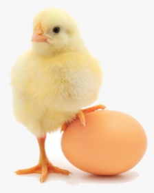 Chicken Or Egg Gif, HD Png Download, Free Download