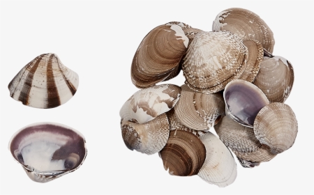 Mexican Clam Seashells - Shell, HD Png Download, Free Download