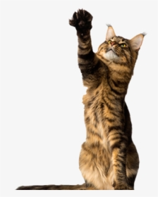 Moab Vet - Paper Product, HD Png Download, Free Download