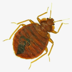Transparent Bugs Brown - Weevil Png, Png Download, Free Download