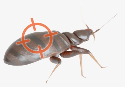 Cincinnati Bed Bug Removal - Ant, HD Png Download, Free Download
