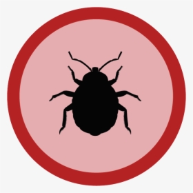 Bed Bug Legs, HD Png Download, Free Download