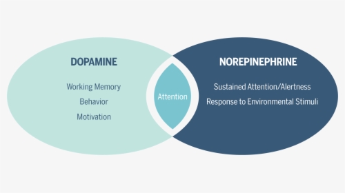 Adhd Pathophysiology And Pharmacological Treatment - Dopamine And Noradrenaline In Adhd, HD Png Download, Free Download