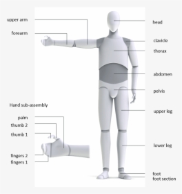 Bodyparts - Standing, HD Png Download, Free Download
