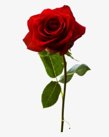 Red Rose - One Rose Flower Png, Transparent Png, Free Download