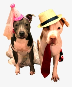 Halloween Costumes At Brown Dog Coffee In Salida And - Dog, HD Png Download, Free Download