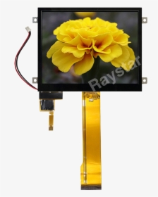 7 Inch Active Pacp Tft Display - Peony, HD Png Download, Free Download