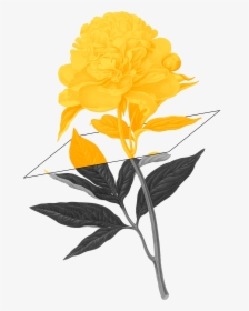 Peony Flower Botanical Illustration, HD Png Download, Free Download