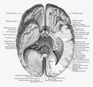 Base Of The Brain, HD Png Download, Free Download