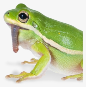 True Frog, HD Png Download, Free Download