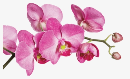 Moth Orchid, HD Png Download, Free Download