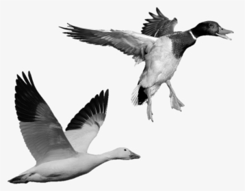 Stone Statues Of A Flying Goose And A Flying Duck - Mallard, HD Png Download, Free Download