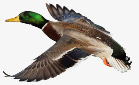 #duck #mallardduck #mallard - Male Mallard Duck In Flight, HD Png Download, Free Download