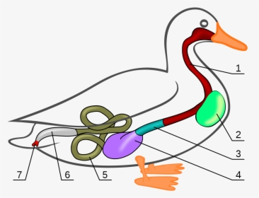 Duck Anatomy, HD Png Download, Free Download